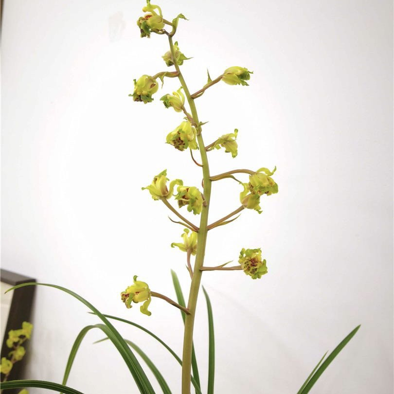 蕙兰大白菜兰花国兰铭品老种绿植园艺花卉盆栽包对版好养易活浓香
