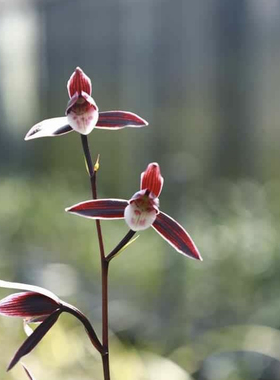 细叶寒兰端妍鸿雁兰花国兰铭品老种绿植园艺花卉盆栽好养易活浓香