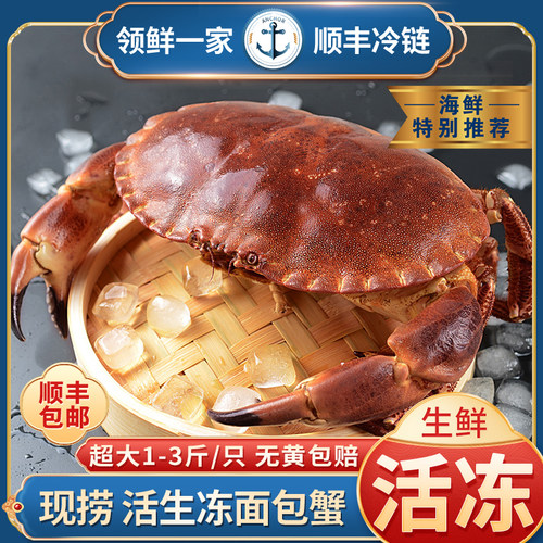 英国海鲜活生冻面包蟹超大螃蟹速冻特大黄金蟹水产梭子蟹长脚母蟹