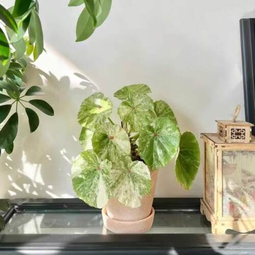胭脂锦海棠蟆叶类阳台室外室内客厅桌面绿植盆栽观叶赏花植物