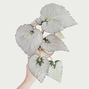 银色宝藏秋海棠蟆叶类 室内网红盆栽龙川萤火银伊度观叶赏花盆栽