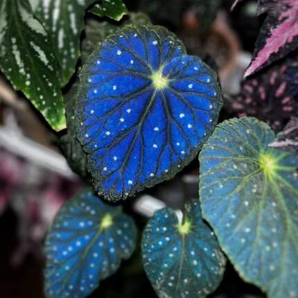 圆叶星空秋海棠蟆叶室内网红盆栽丝型福寿植物鸟观叶赏花盆栽花卉