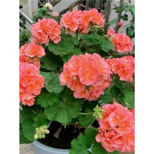 进口天竺葵花苗兔子粉玫瑰小姐直立垂吊盆栽花卉庭院四季开花植物