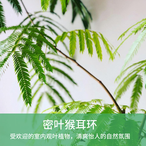 密叶猴耳环，小豆树。网红绿植，室内大型观叶耐阴灵秀盆栽秋山园