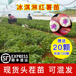 一点红红薯苗冰淇淋脱毒红薯秧子种植新品种地瓜叶苗高产番薯苗种