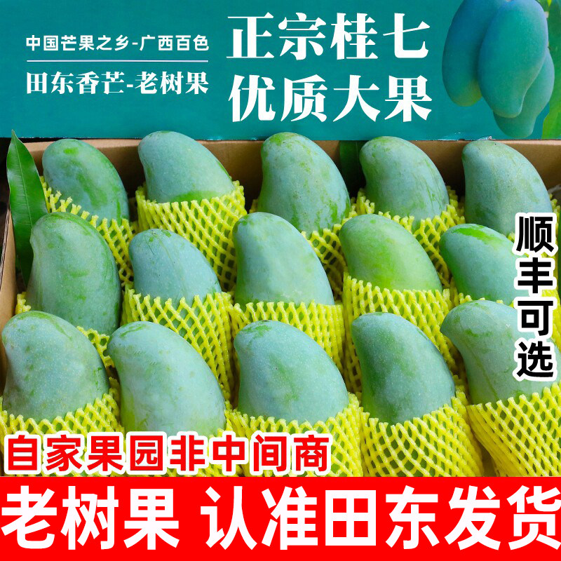 正宗广西百色田东桂七芒果新鲜热带水果当季现摘香甜芒果10斤整箱