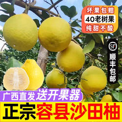 正宗广西容县沙田柚子新鲜水果纯甜现摘50斤白心长寿柚金柚子包邮