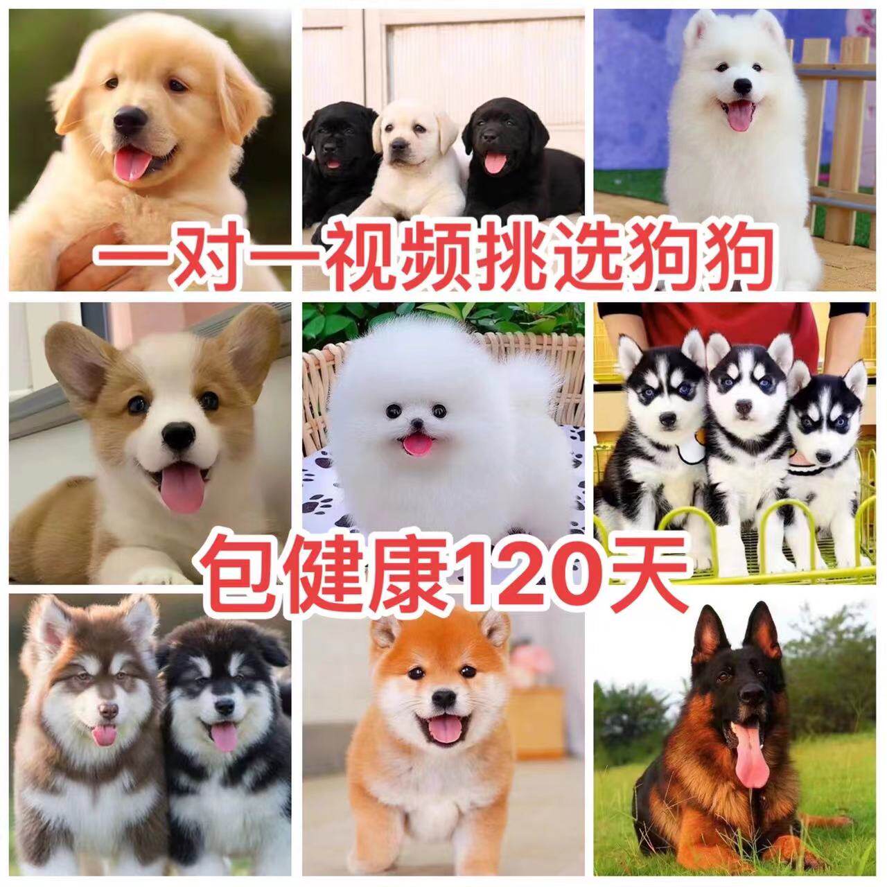 纯种博美金毛阿拉斯加比熊萨摩耶泰迪柴犬德牧训练柯基边牧幼犬狗怎么看?