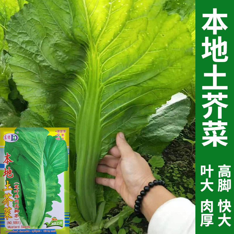 芥菜种籽宽叶高脚本地土芥菜种子腌制酸菜咸菜四季农家菜园蔬菜种