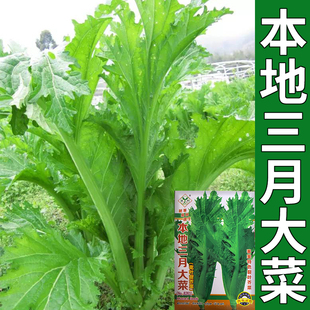 花叶芥菜种籽客家花边裂叶本地三月大菜种子腌制酸菜咸菜四季蔬菜