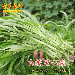 白梗空心菜苗秧种子柳叶通心菜种籽孑青菜种籽南方四季蔬菜孑菜籽
