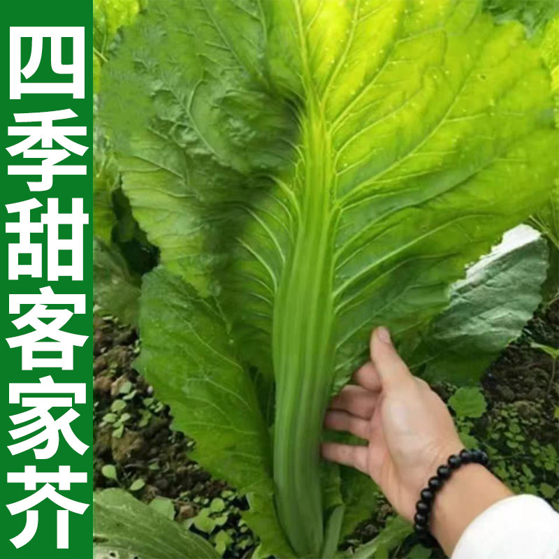 四季甜客家芥菜种子广东甜芥菜籽种蔬菜种子大叶芥菜种子青菜秋季