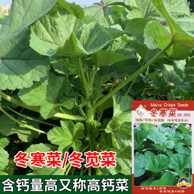 糯米冬寒菜种子冬苋菜种籽