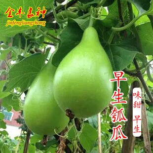 瓠瓜苗种子早生肉瓜短浦种籽瓠子瓜苗耐热春秋季高产四季蔬菜种孑