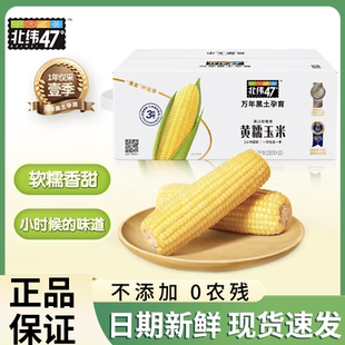 北纬47度黄糯玉米东北糯玉米新鲜白甜糯玉米真空装糯玉米粗粮早餐