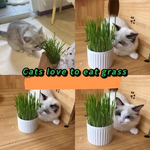 cat grass seeds culture catnip Cats love to eat grass catnip