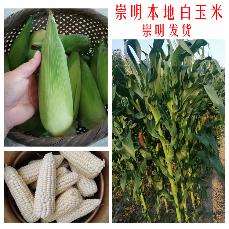 崇明本地白糯玉米甜糯珍珠米农家露天种植新鲜带壳玉米江浙沪包邮 - 实物图