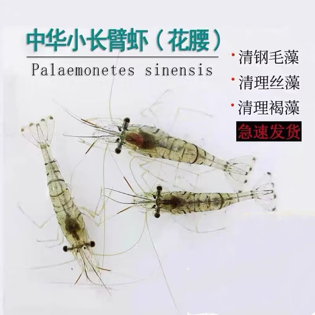 清缸除藻正品花腰虾除丝藻刚毛藻