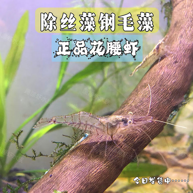 鱼缸除藻工具虾大号正品花腰虾