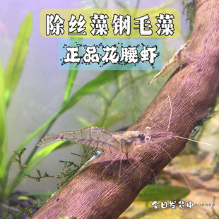 鱼缸除藻小长臂虾除丝藻钢毛藻花腰虾观赏大号黑壳清洁工具虾淡水