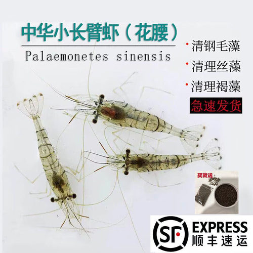 清缸除藻正品花腰虾除丝藻刚毛藻