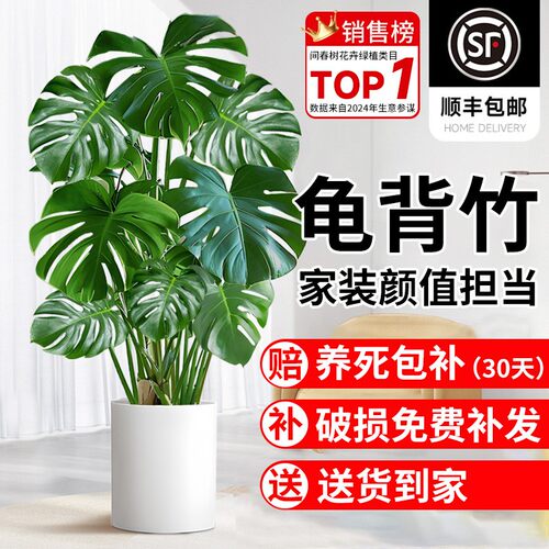 龟背竹客厅大盆栽老桩植物办公室大型绿植室内客厅盆景净化空气