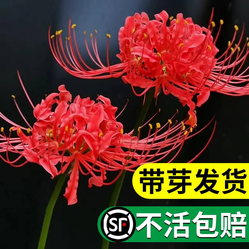 彼岸花种球宿根盆栽曼陀罗珠沙华多年生石蒜四季开花卉室内外植物