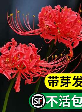 彼岸花种球宿根盆栽曼陀罗珠沙华多年生石蒜四季开花卉室内外植物