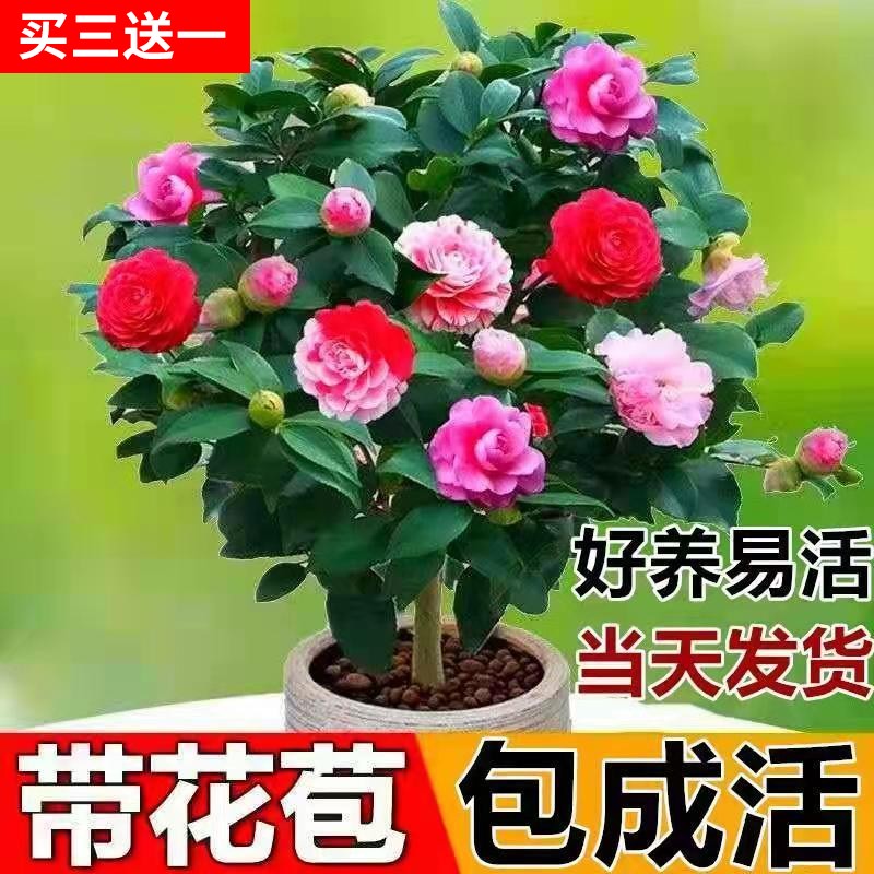 茶花树苗盆栽四季开花易活香妃山茶花带花苞冬天可以种的花卉植物