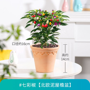 七彩椒辣椒盆栽树苗带果可食用新鲜多色五彩椒朝天椒阳台花卉绿植