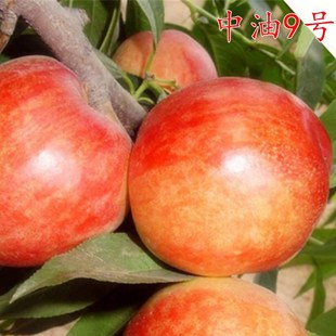 特大油桃树苗金硕油桃苗嫁接黄油桃树苗当年结果树苗南方北方种植