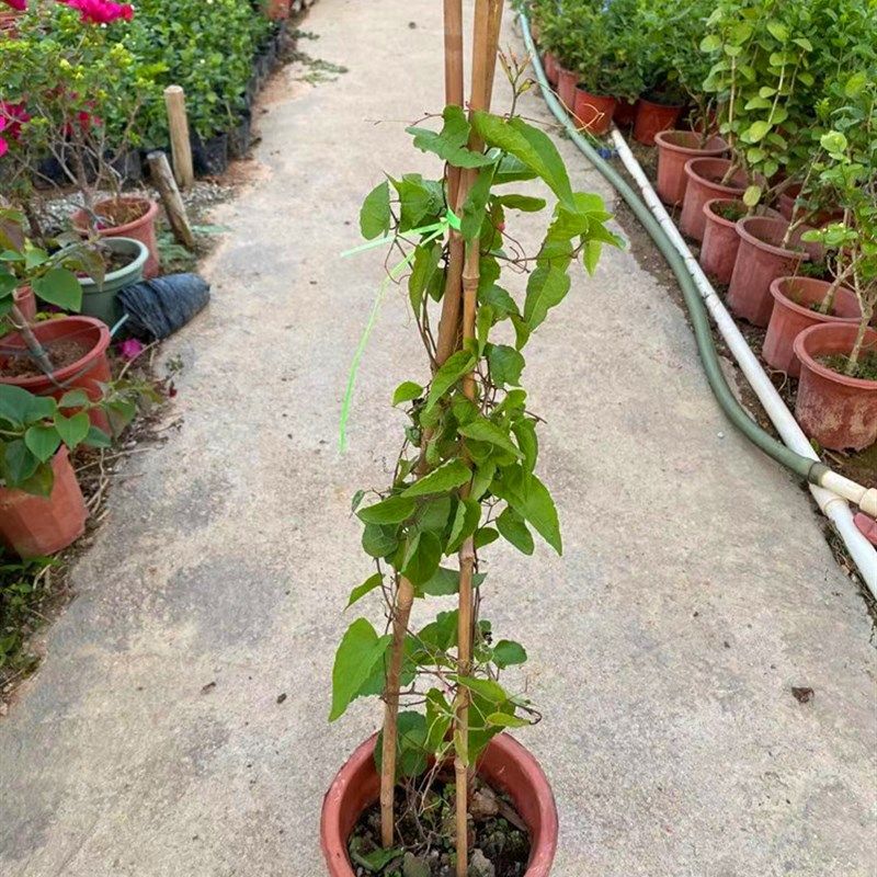 珊瑚藤花苗凤宝石爬藤植物开花成窜美观庭院阳台围墙攀援花架拱门