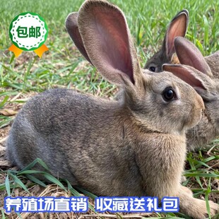 兔活物大型肉兔公母一对月月兔成年种兔食用家养比利时小兔子活体