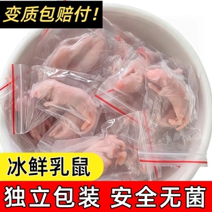 灭菌红皮乳鼠独立包装冷冻冰冻小白鼠喂蛇冻鼠喂猫宠物蛇角蛙饲料
