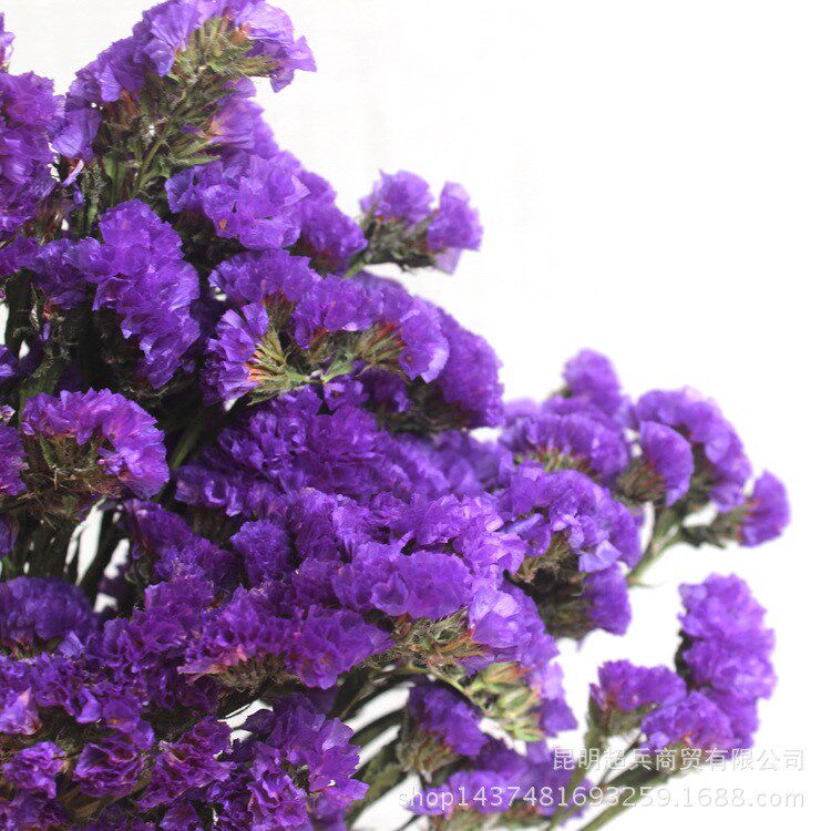 【干花】勿忘我干花 百搭摆饰装饰花 紫色勿忘我.