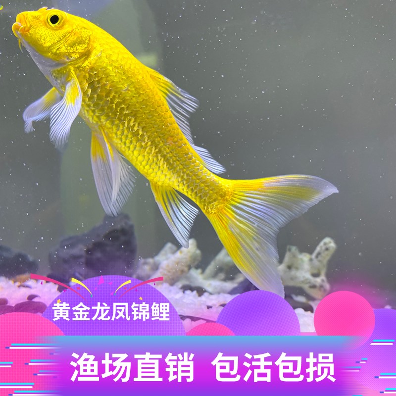 黄金龙凤锦鲤鱼鱼白金龙凤好养耐活冷水小鱼苗金鱼观赏鱼