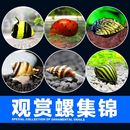 包邮 观赏螺除藻工具淡水苹果 斑马杀手黄金黑金刚鲍鱼彩蛋清洁螺