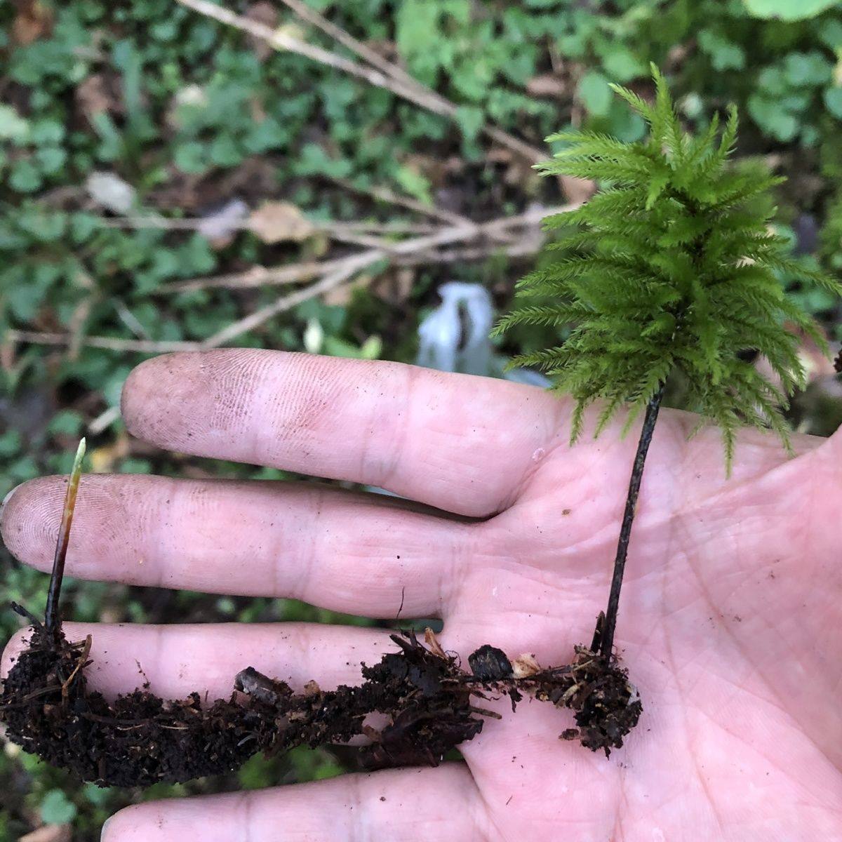 鲜活苔藓微景观盆景盆栽植物万年藓棕榈莫斯水陆两用缸造景材料