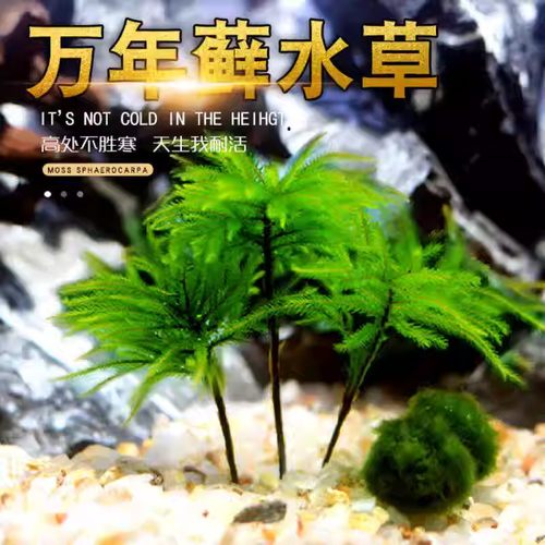 万年藓鱼缸造景水草植物雨林缸