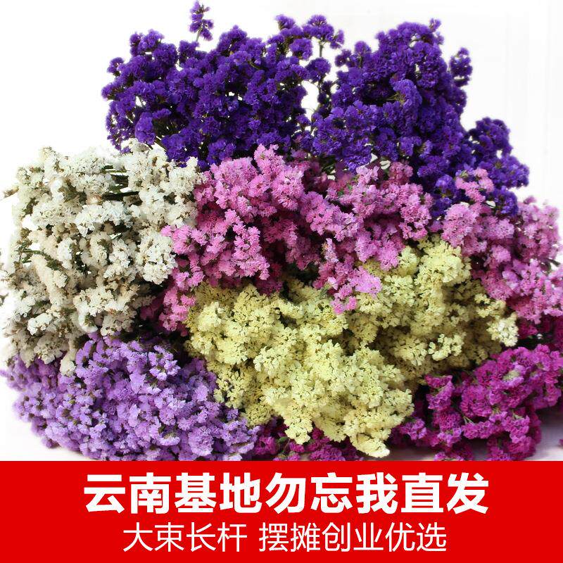 云南勿忘我干花束斗南基地创业淘宝店铺摆摊干花插花倒挂