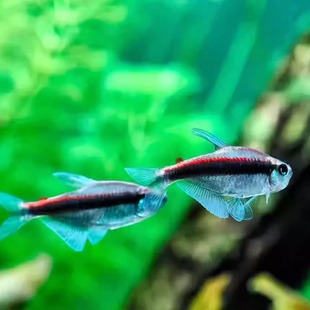 绯红巧克力灯鱼南美小型鱼热带鱼中高端霓虹灯鱼草缸群游鱼活体鱼