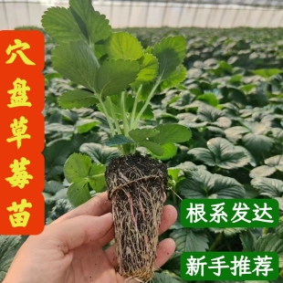 草莓苗秧四季栽种盆栽阳台小院穴盘苗带土发货好养活红颜奶油种植
