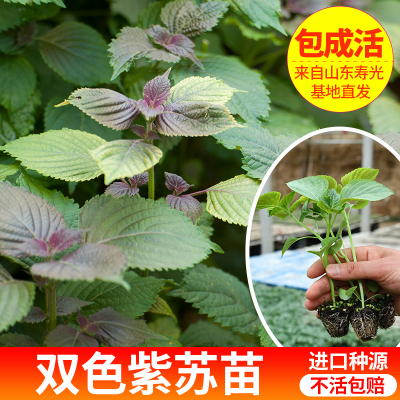 紫苏苗可食用庭院阳台绿植鲜活香草野生去腥新鲜苏子叶紫苏带盆栽