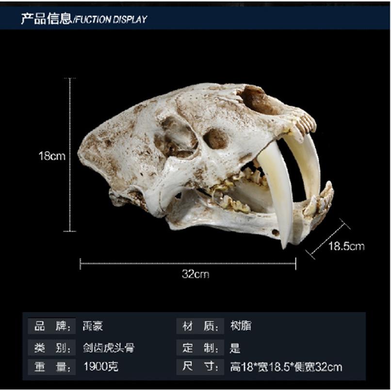 展览用高精度树脂模型室内装饰道具剑齿虎动物头骨标本冰河世纪