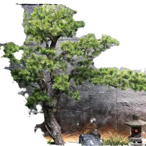 迎客松仿真树景观假树造景仿真植物新中式罗汉松室内装饰落地摆件