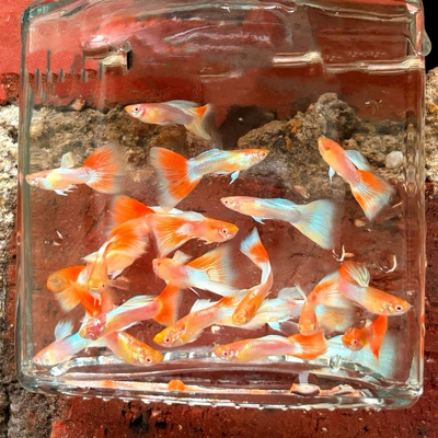 火烧云孔雀鱼孕母小型热带鱼凤尾鱼精品纯种淡水好养耐活胎生鱼苗
