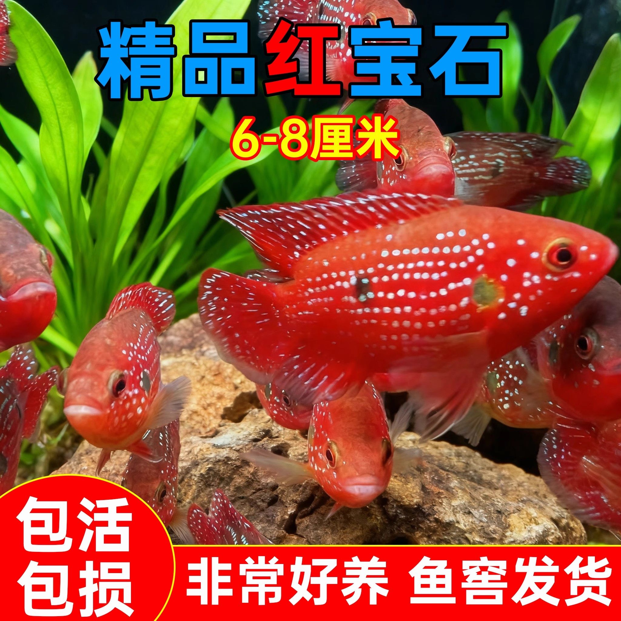 招财血钻红宝石观赏鱼热带小型淡水进口血红钻石鱼三湖慈鲷坦鲷鱼