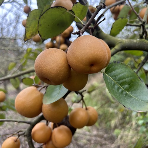 云南红河老品种蜜梨酸甜软糯现摘现发