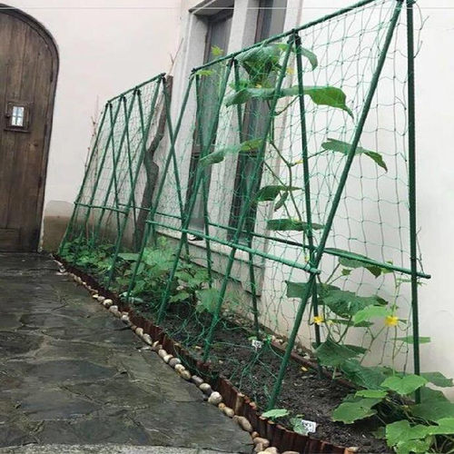 瓜棚架攀爬素材模板 瓜棚架攀爬图片下载 小麦优选