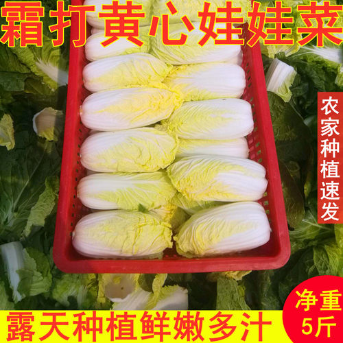 农家自种娃娃菜新鲜青菜时令蔬菜5斤河南露天黄心大火锅菜小白菜